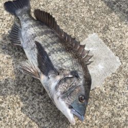 イワシのボイル多発！