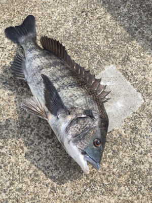 イワシのボイル多発！