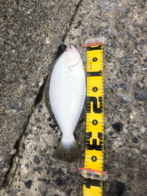 ショアジギ中にヒラメ(ソゲ)