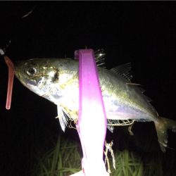 大阪湾奥アジング イケア裏でアジ