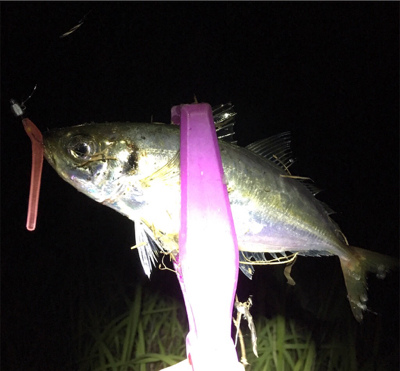 大阪湾奥アジング イケア裏でアジ