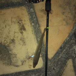 アジングタックルで!!