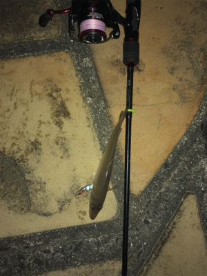 アジングタックルで！！