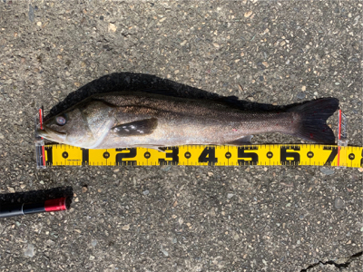 エビ撒きでスズキ！