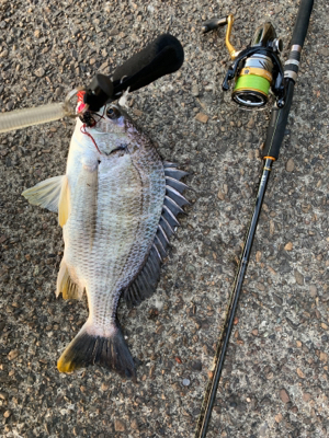 夕方からチニング