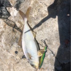 ライトタックルでデイゲーム♪