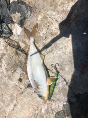 ライトタックルでデイゲーム♪