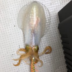 エギングで2キロアップ！