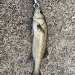 ストラクチャー打ち！！