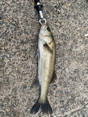 ストラクチャー打ち！！