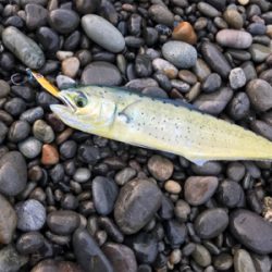 七里御浜ショアジギング