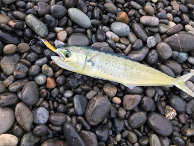 七里御浜ショアジギング