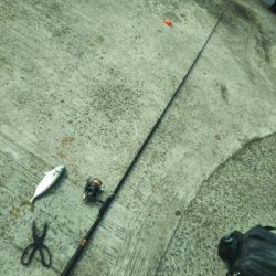 アジ、後にもじゃこ。