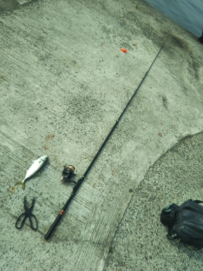 アジ、後にもじゃこ。