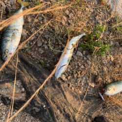 アジ高活性でした(^^)