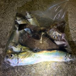 満月アジング、メバリング そこそこ爆