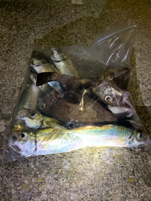 満月アジング、メバリング そこそこ爆