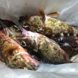 メバリングのはずが