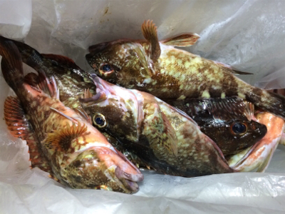 メバリングのはずが