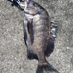 チヌ落としこみ