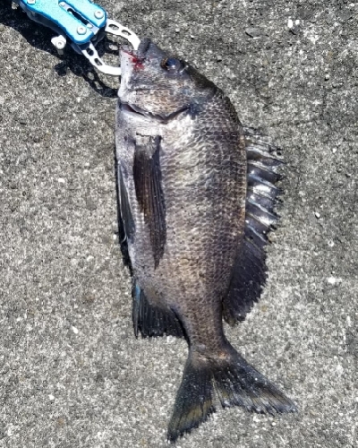 チヌ落としこみ