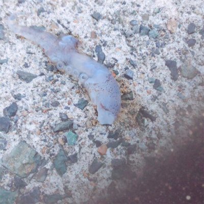 今年初アオリイカ‼️新記録達成^_^