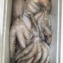 タコ釣り   たかみ丸  大潮