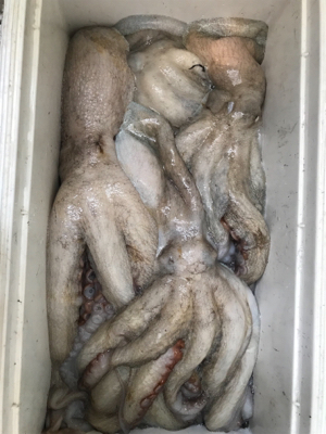 タコ釣り   たかみ丸  大潮