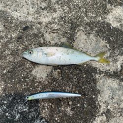 ルアーで何か釣りたくて