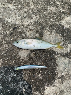 ルアーで何か釣りたくて