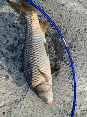 いつものところで鯉釣りを！