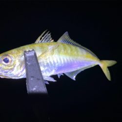 アジングからの大移動エギング