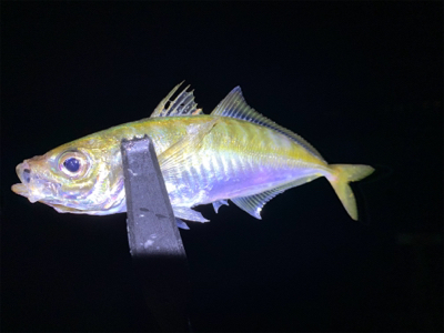 アジングからの大移動エギング