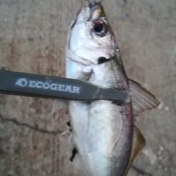 ナイトアジング