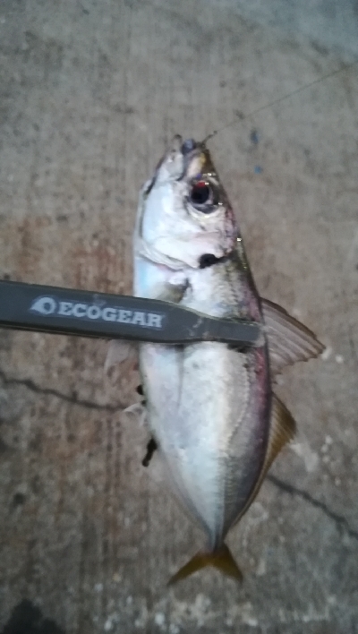 ナイトアジング