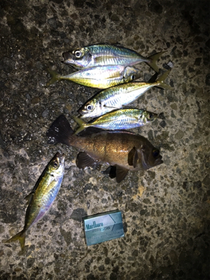 久々の淡路釣行