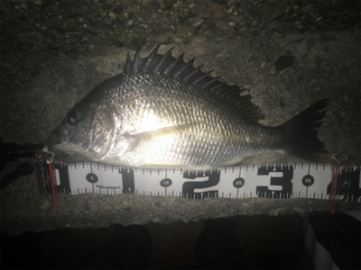 やっぱりチニングは楽しい！