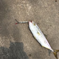 ツバスが釣れました