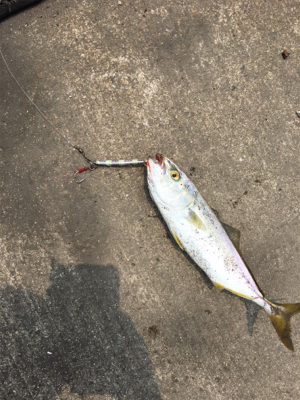 ツバスが釣れました