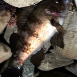 相変わらず釣れる