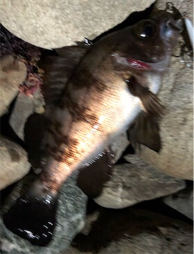 相変わらず釣れる