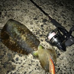 昨日に続きアオリGET (^^)/