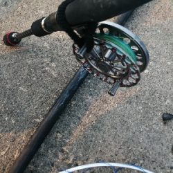 久しぶりに年無し