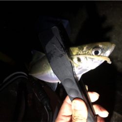 中アジポツポツ♪