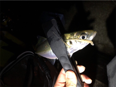 中アジポツポツ♪