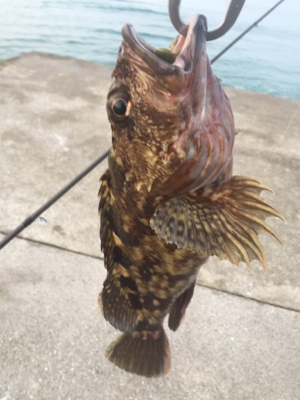 楽しい引きでした。