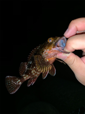 サイズダウン？