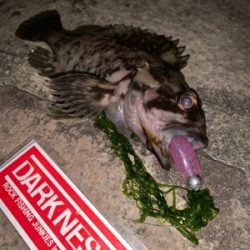 夜チョコ調査隊