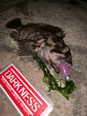 夜チョコ調査隊