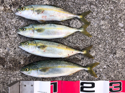 短時間釣行でツバスが♪